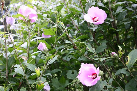 木槿（ムクゲ）.JPG