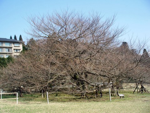 成川美術館 最新情報