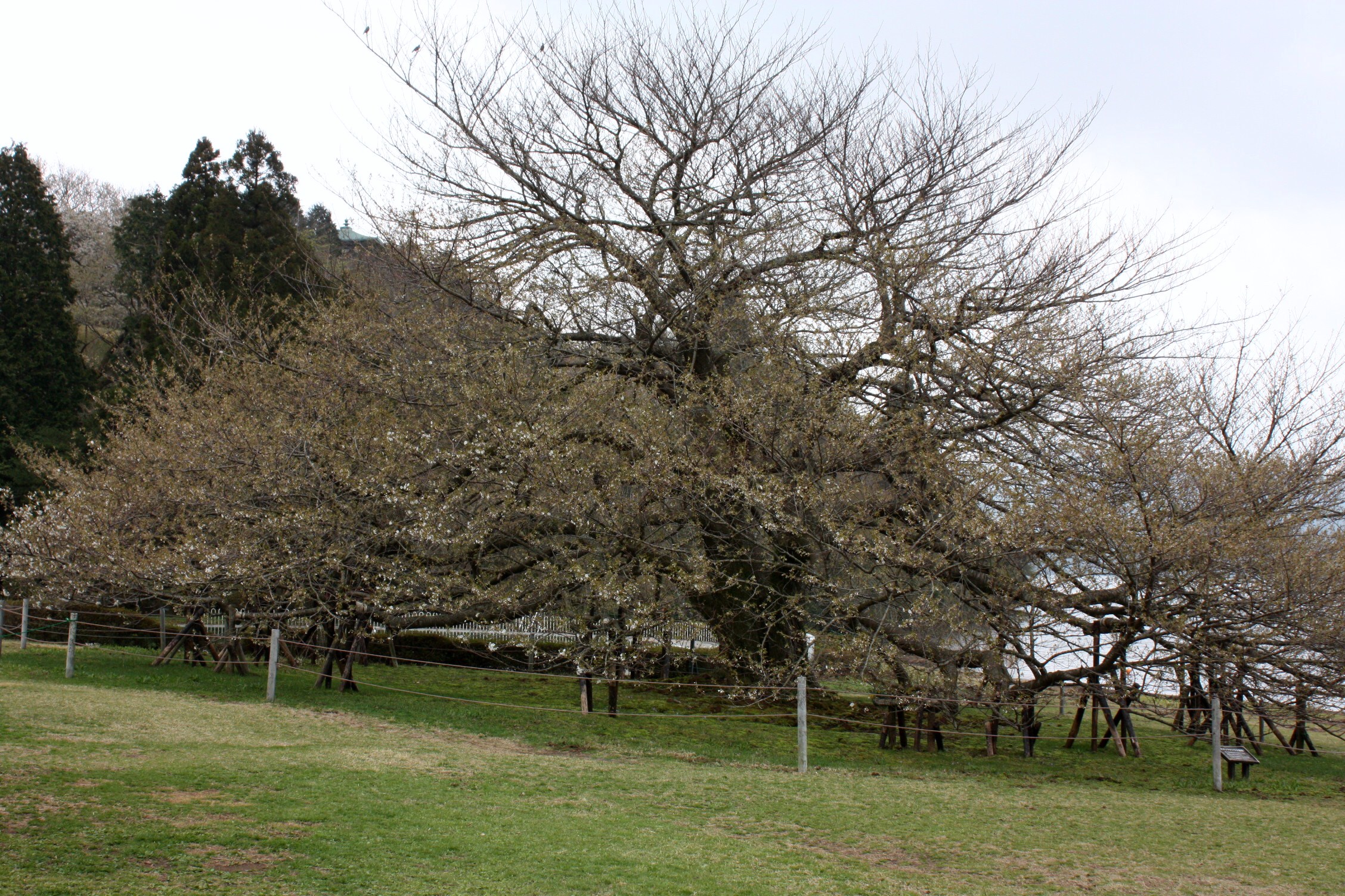 成川美術館 最新情報